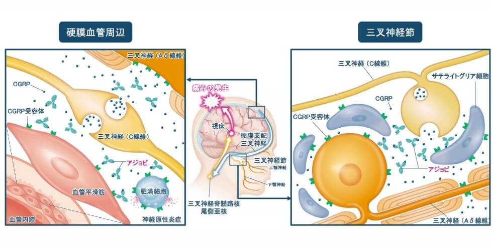 アジョビの働き