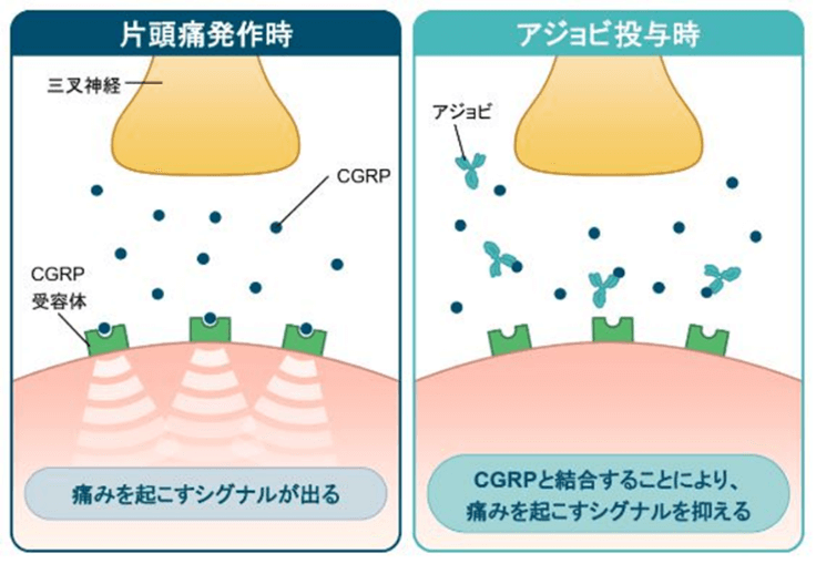 アジョビの働き